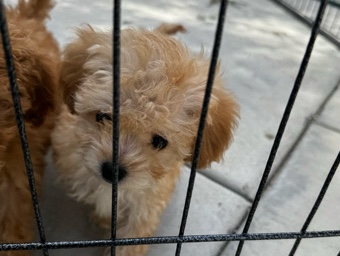 Maltese – puppies for sale – Delano
