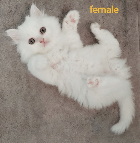 Persian (Traditional) – FemalePurebred Traditional Dollface Persian Kitten
