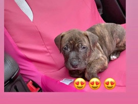 American Bulldog – American bulldog for sale – Racine