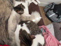 American Shorthair – Sweet American Shorthair Cats for Rehoming – Idaho Falls – Idaho Falls