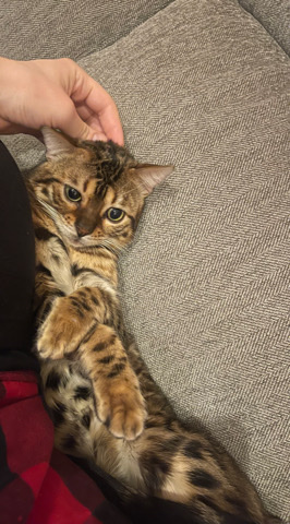 Bengal – Bengal Cat