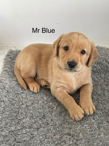 Gorgeous litter of Goldendoodle puppies