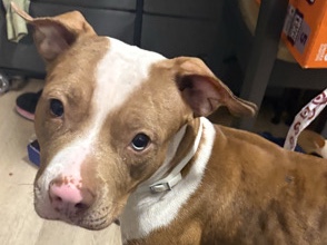 American Pit Bull Terrier – Wanda the wonderful Pitty – New York