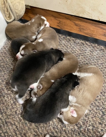 Siberian Husky – puppy huskys