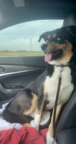 Labrador Husky – husky lab rehome
