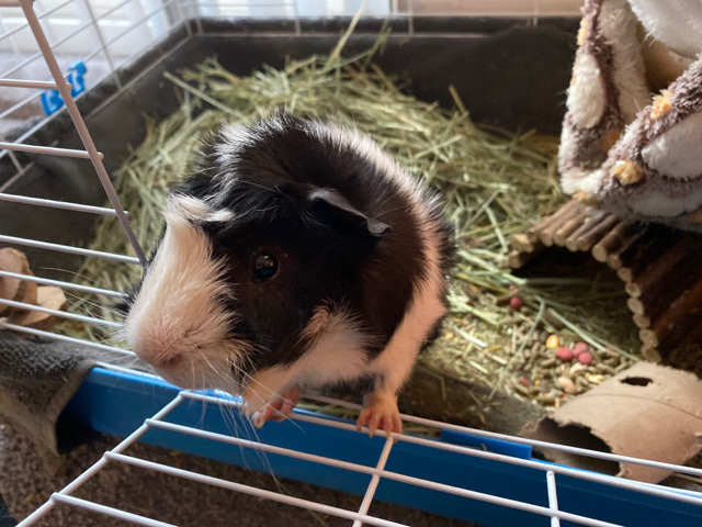 needing home asap Male Guinea Pig