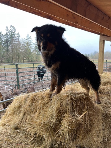 Australian Shepherd – Australian sheperd males