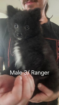 Pomeranian β CKC Pomeranian Puppies β Frankfort