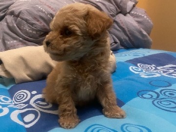 Poodle – TOY POODLE – Sharjah