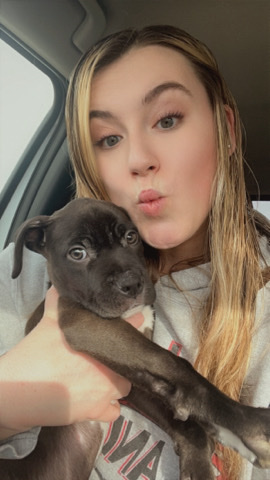 Boxer – Benny Pup