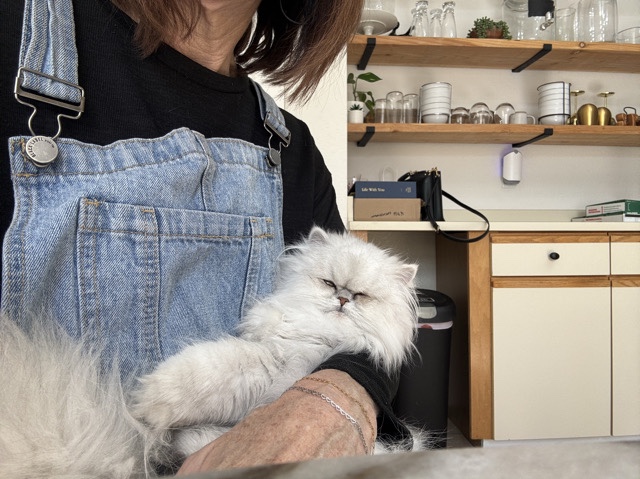 Persian (Traditional) – Persian Female Cat 1 year old – Scottsdale