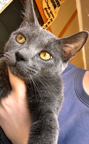 rehome