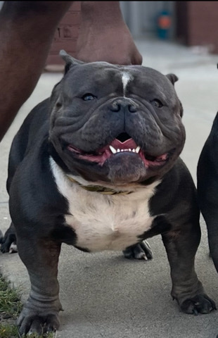 American Bulldog – nana American bully male
