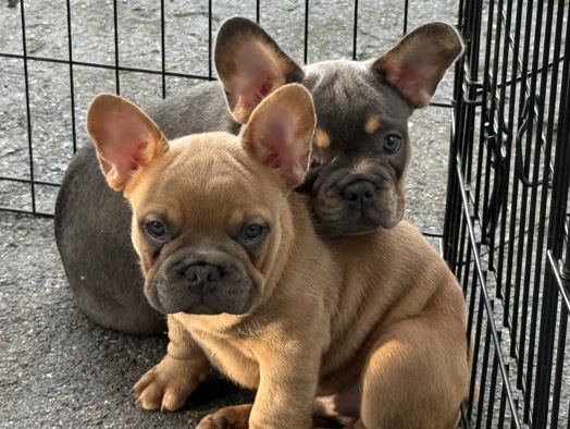 French Bulldog – French bulldog – Saugerties
