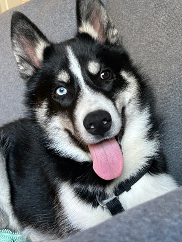 Siberian Husky – Kumpel ”Buddy”