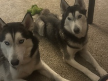 Siberian Husky – Salem and Boe – San Antonio