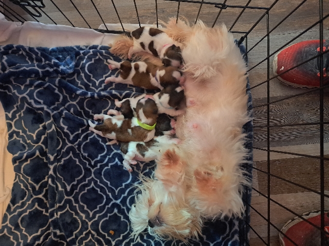 Shih Tzu – I have five beautiful shih tzu puppies