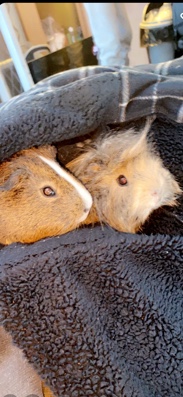 Any – two guinee pigs free