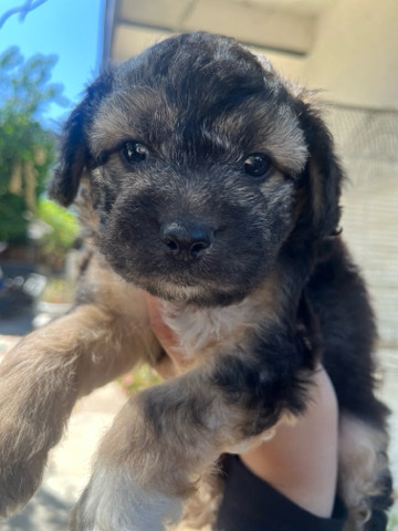 Aussie doodle puppies ready to be rehomed