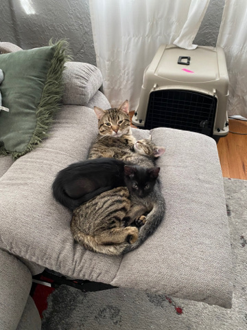 two kitties need home!