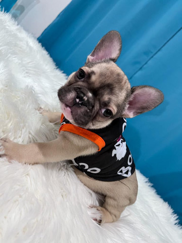 French Bulldog – French Bulldog