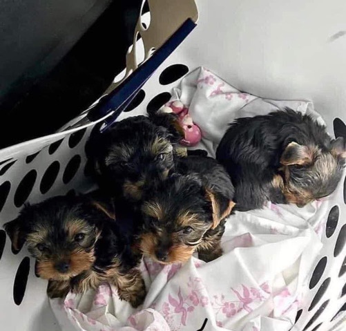Yorkshire Terrier – puppies need a new home