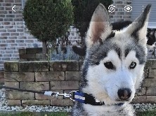 Pomsky – Pomsky F1b 5 Monate mit Stammbaum – Roermond