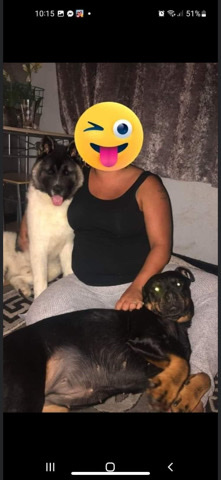 Rottweiler – Rottweiler x American Akita pups