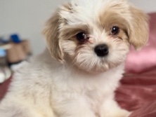Shih Tzu Puppies