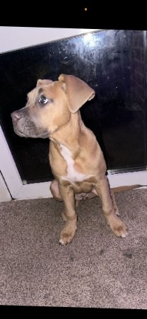 Cane Corso – 18 week old female cane course x mastiff