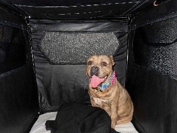 American Bulldog – American Bully – Houston