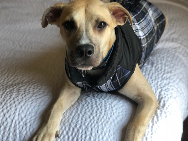 Labrador Retriever – Selling our Lab