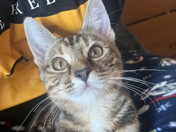 Bengal – given away for adoption