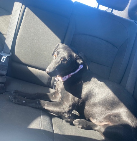 Labrador Retriever – Puppy - Needs training