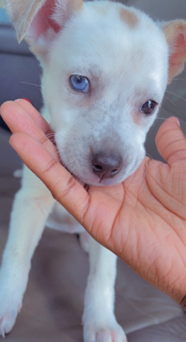 blue nose pit bull