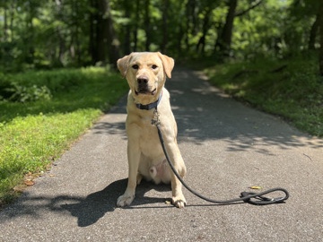 Labrador Retriever – Well-Loved Lab/Golden Mix Needing a New Forever Home – Upper Marlboro