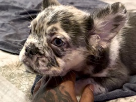 French Bulldog – French bulldog puppy – New York
