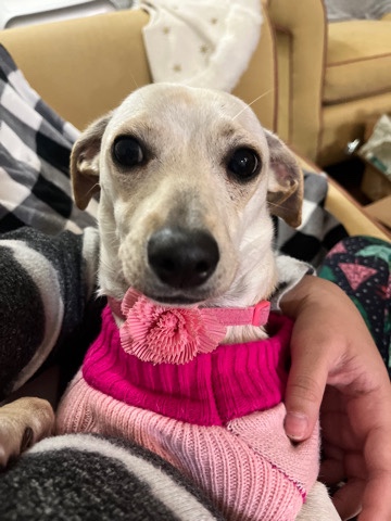 Chihuahua – 1yr Chiweenie