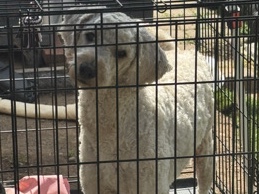 Goldendoodle – Goldendoodle – Rancho Cordova