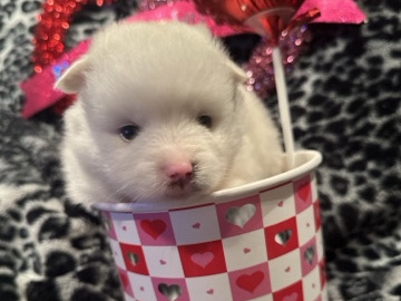 Pomsky – Pomsky Male – Oak Harbor