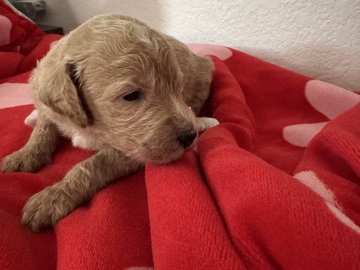 Goldendoodle – Golden mountain doodle – Corona