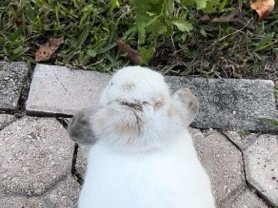 Holland Lop - Holland Lop Bunny available for adoption in Miami