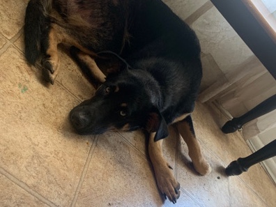 German Shepherd – free German shepherd