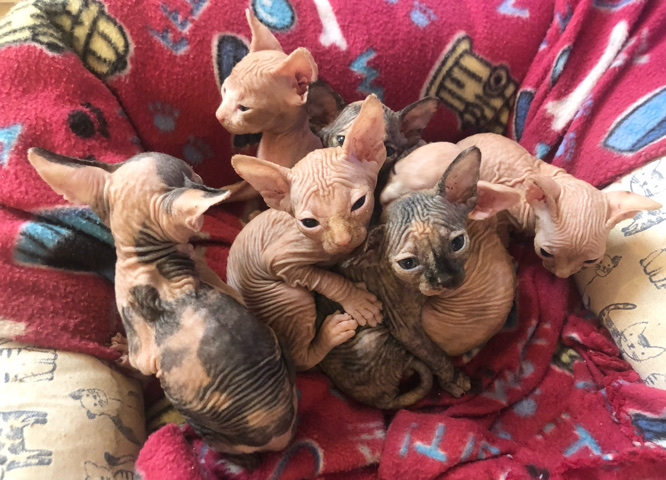 Sphynx – Sphynx Kittens