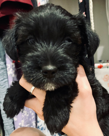 Miniature Schnauzer – Miniature Schnauzer