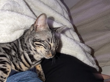Bengal – bengal silver cat – Grove City