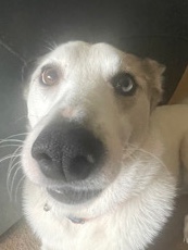 Husky Cross Free to good home!