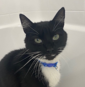 Rehome midnight