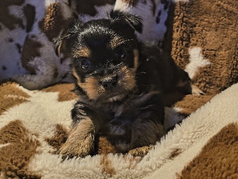 Yorkshire Terrier – Yorkie Puppies – Clute