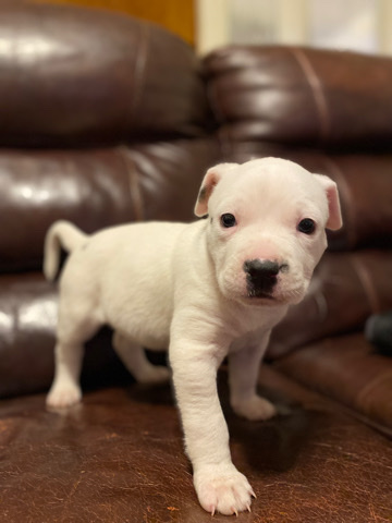 American Bulldog – American bulldog pup